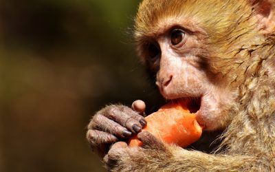 Cómo practicar mindfulness con las comidas, ya nunca te sabrán igual…